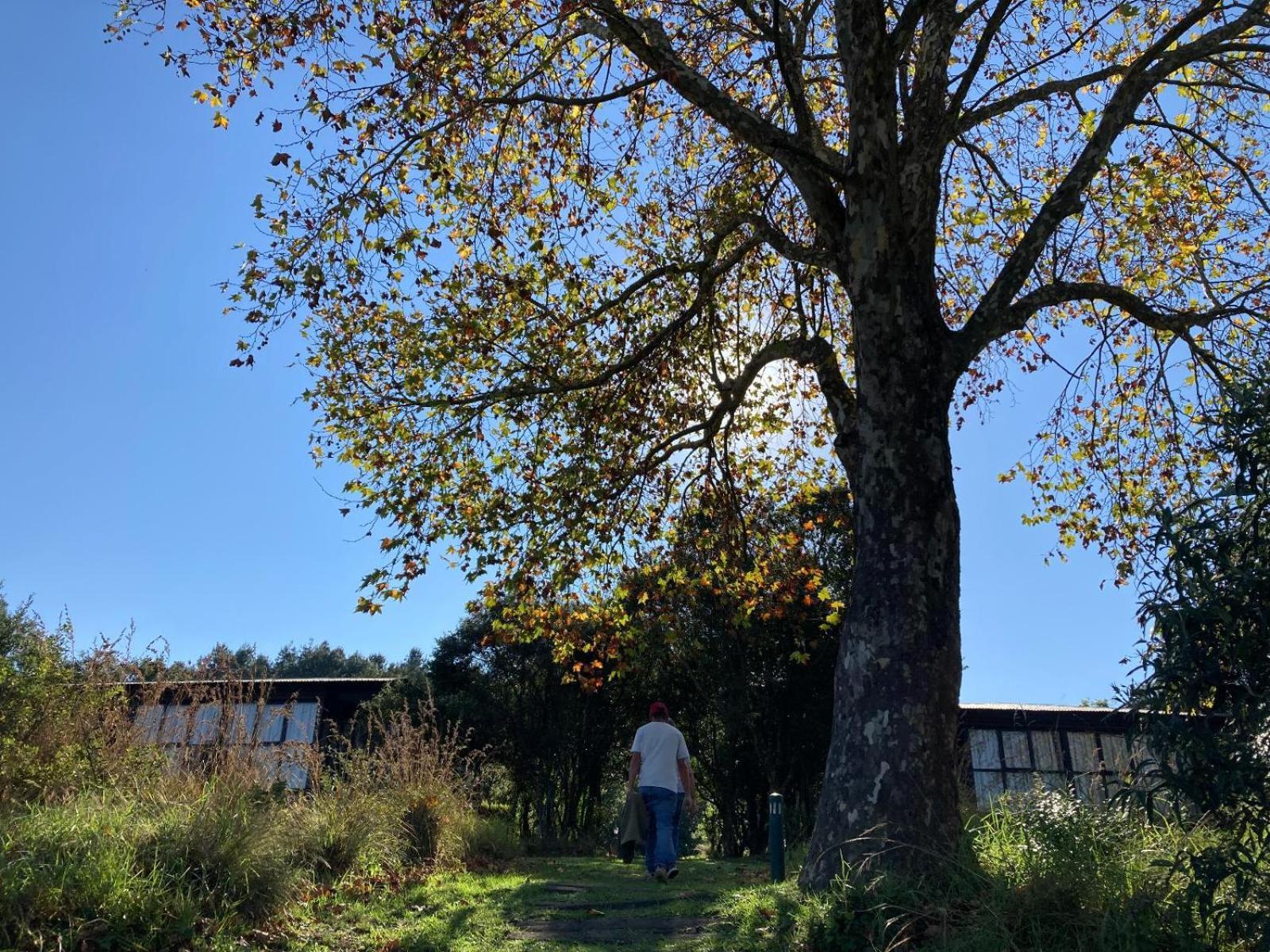 Midlands Forest Lodge Balgowan 外观 照片